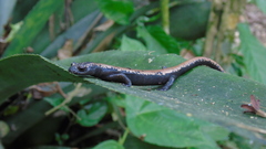 Bolitoglossa platydactyla