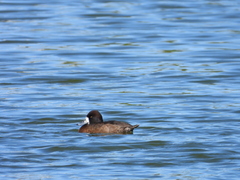 Aythya affinis