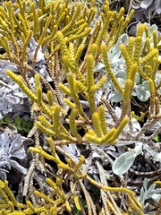 Veronica lycopodioides