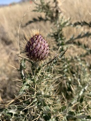 Cirsium ochrocentrum