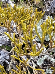 Veronica lycopodioides