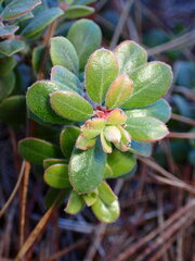 Arctostaphylos pumila