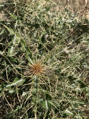 Cirsium ochrocentrum