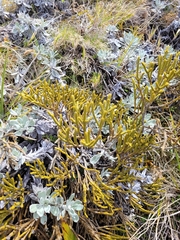 Veronica lycopodioides