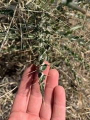 Cirsium ochrocentrum