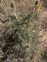 Cirsium ochrocentrum