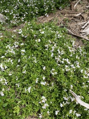 Scaevola albida