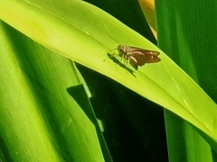 Polytremis lubricans