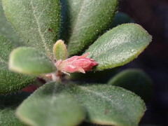 Arctostaphylos pumila