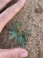 Dalea cylindriceps