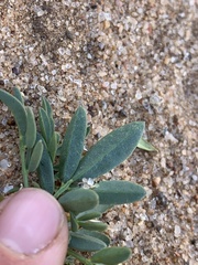 Dalea cylindriceps