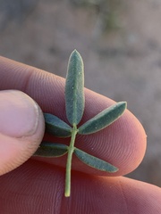 Dalea cylindriceps
