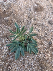 Dalea cylindriceps