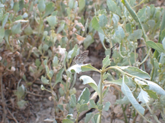 Theclinesthes serpentata