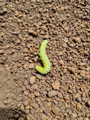 Sphingomorpha chlorea