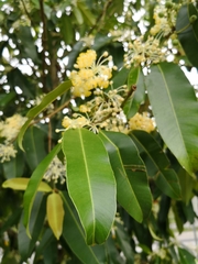 Calophyllum