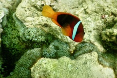 Amphiprion melanopus