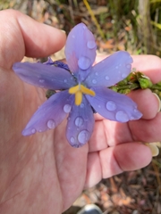 Orthrosanthus multiflorus