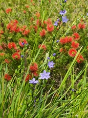 Orthrosanthus multiflorus