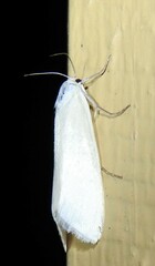 Tipanaea patulella