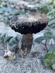 Agaricus aridicola
