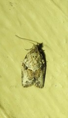 Epiphyas postvittana