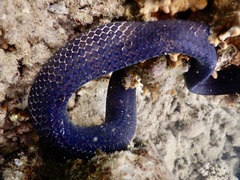 Emydocephalus annulatus