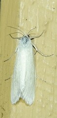 Tipanaea patulella