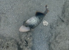 Pseudobalistes flavimarginatus