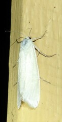 Tipanaea patulella