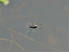 Neogerris hesione
