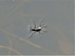 Neogerris hesione
