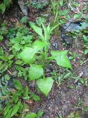 Lactuca triangulata