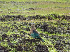 Coracias benghalensis