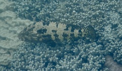 Epinephelus fuscoguttatus