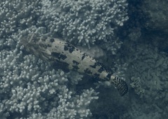 Epinephelus fuscoguttatus