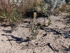 Arctostaphylos silvicola