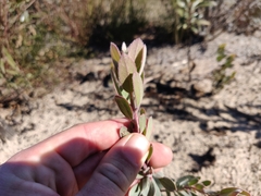Arctostaphylos silvicola