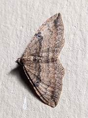 Orthonama obstipata