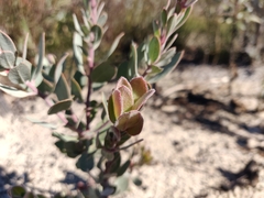 Arctostaphylos silvicola