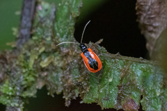 Paratriarius tropicus