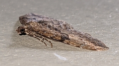 Orthonama obstipata