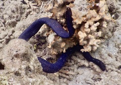 Emydocephalus annulatus