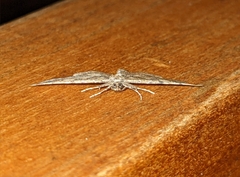 Orthonama obstipata