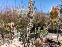 Arctostaphylos silvicola