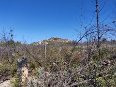 Arctostaphylos silvicola