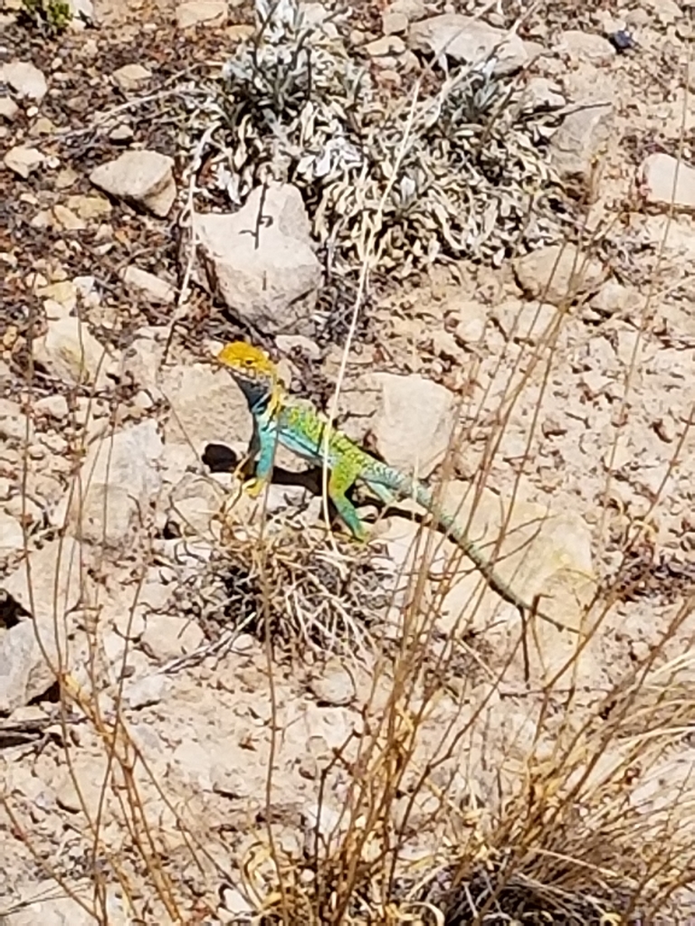 Eastern Collared Lizard From San Juan County, US-UT, US On August 30 ...