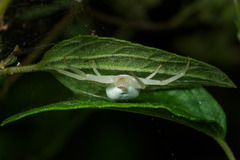 Misumessus tamiami