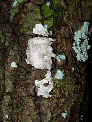 Cryptothecia striata