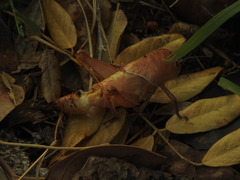 Teratodes brachypterus